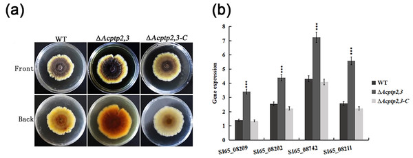 Pigmentation of the WT, ΔAcptp2,3, ΔAcptp2,3-C strains.