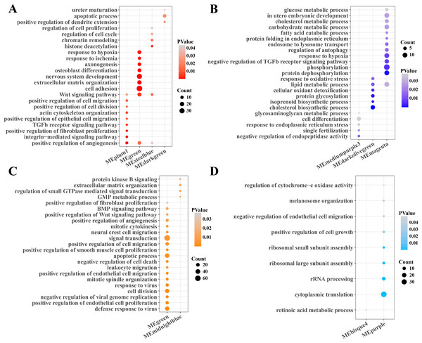 Function enrichment analysis of gene module.