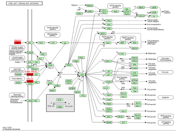 Kinase-related genes in the PI3K-Akt pathway.