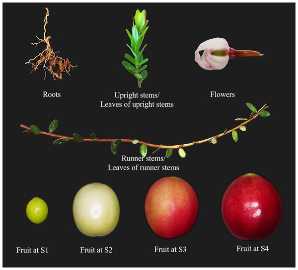 Different cranberry tissues and fruit at different stages of development.