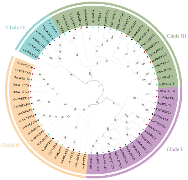 Phylogenetic analysis of the SWEET gene family in four species.