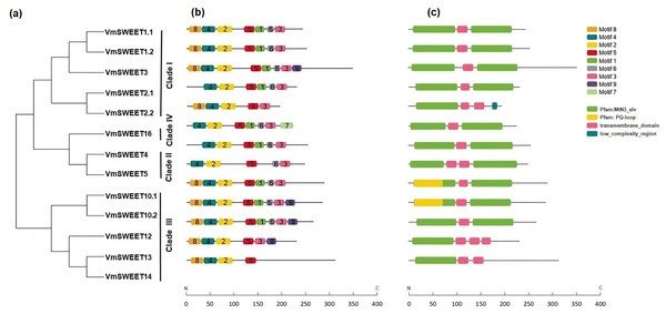 Conserved motifs and conserved structural domains of the cranberry SWEET gene family.