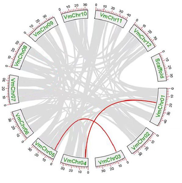 Duplication analysis of SWEET gene family in cranberry.