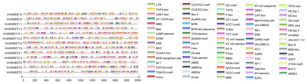 Promoter cis-acting elements of VmSWEETs.