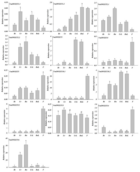 Expression analysis of VmSWEET genes in different tissues of cranberry.