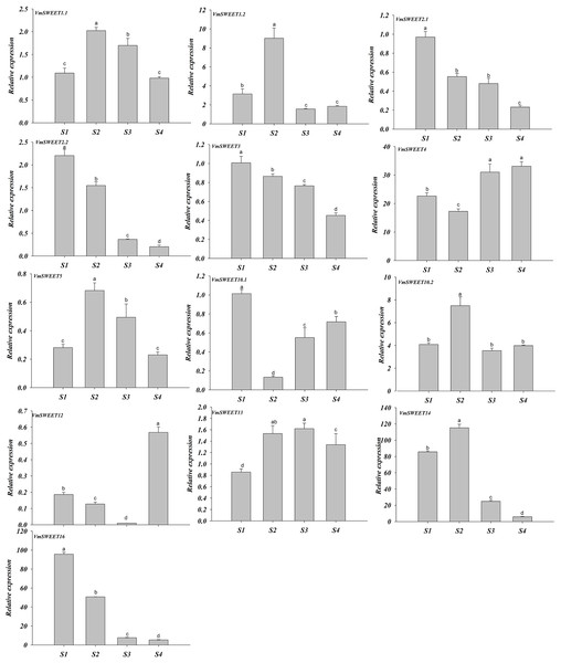 Expression analysis of VmSWEET genes in cranberry fruits at different developmental stages.