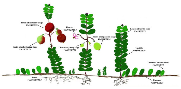 Schematic model of preferential gene expression and proposed roles of VmSWEETs in different cranberry tissues and fruit development stages.