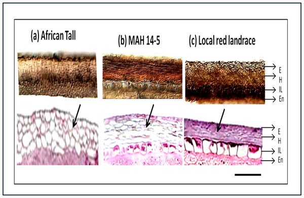 Seed coat section of three genotypes of maize (A) African Tall, (B) MAH 14-5, (C) local red landrace, showing three layers of the seed coat.