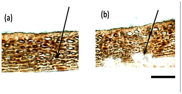 Structure of seed coat of African Tall seeds under light microscope. (A) Cross-section of the seed coat of fresh African Tall seed. (B) Cross-section of the seed coat of 120 h aged African Tall observed under the light microscope.