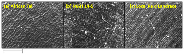 Seed coat micro sculpture pattern in epidermis among three maize genotypes. (A) African Tall. (B) MAH 14-5. (C) local red landrace.