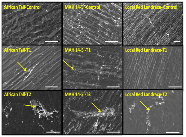 Seed coat damage in epidermis among three maize genotypes: African Tall, MAH 14-5 and local red landrace.