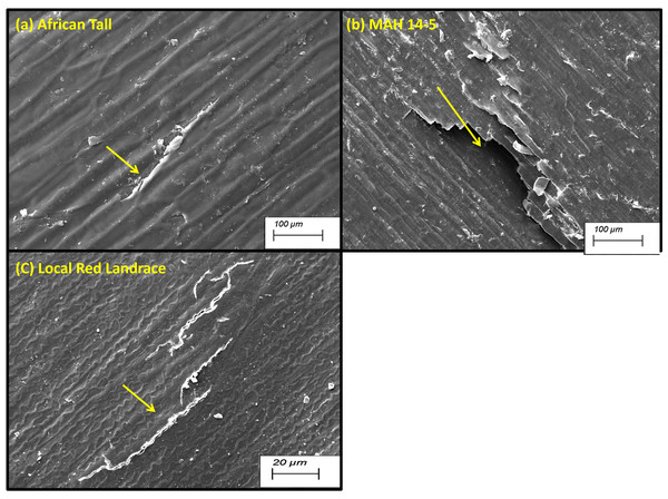 The pattern of damage in seed coat epidermis in (A) African Tall, (B) MAH 14-5, (C) local red landrace.