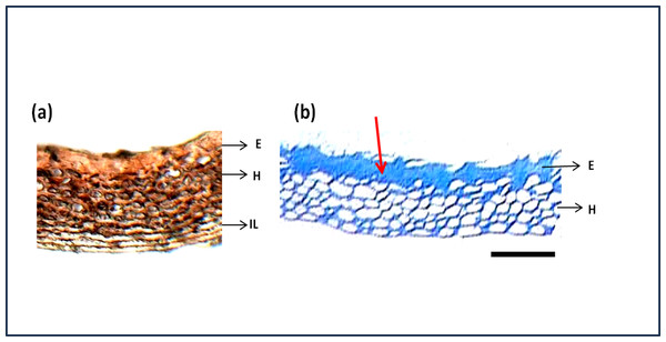 Structure and histochemistry of maize seed coats.