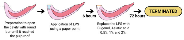 Diagram showing the procedure of the LPS-induced inflammation and the treatment of Eugenol or Asiatic acid.