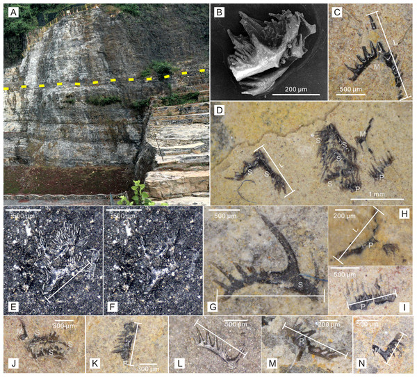 Conodont elements recovered from Zhangjiawan section, Yuan’an County, Hubei Province, South China.