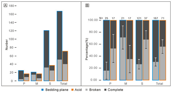 Comparison of complete and broken conodont elements from the bedding planes and the acid-dissolving method.