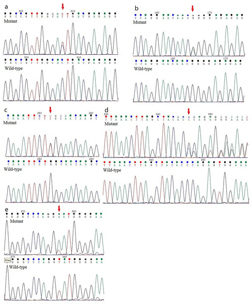 Analysis report for the whole exome sequencing performed using the samples obtained from the KC members.