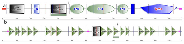 Amino acid sequence schematic graphs show the variants in IGF-IR and EML6.