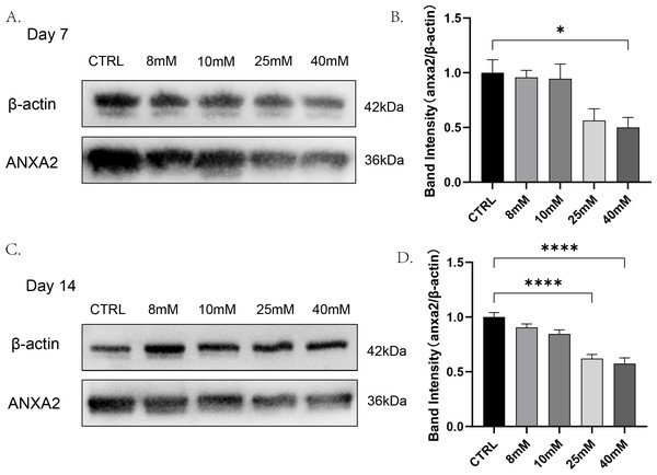 The expression of ANXA2 at protein level in PDLCs treated with HG was detected by western blotting assay.