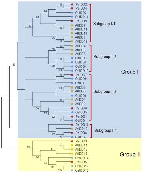 Phylogeny of IDD homologs in Phalaenopsis equestris (Pe,red diamond), Oryza sativa (Os, blue circles), and Arabidopsis thaliana (At, yellow squares).