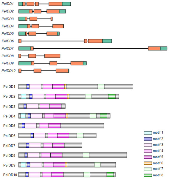 Gene structures and conserved motifs in PeIDDs.