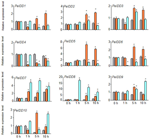 The expression patterns PeIDDs under drought and cold stress.