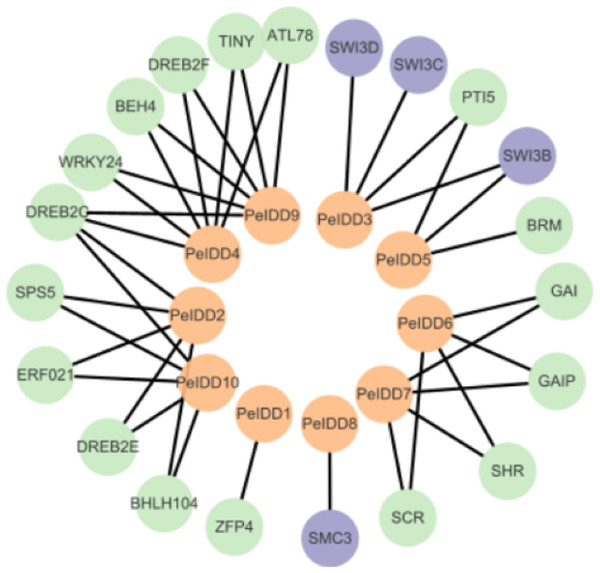 Protein–protein interaction network of PeIDDs.