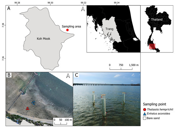 The study sites in the intertidal zone at Koh Mook.