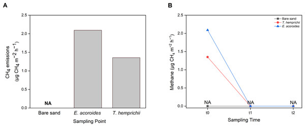 Sediment-water CH4 emissions of two different seagrass species and bare sand area.