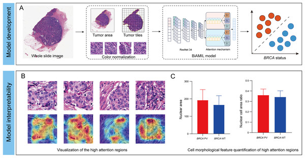 Development and interpretability of a deep learning algorithm for detecting BRCA gene status.