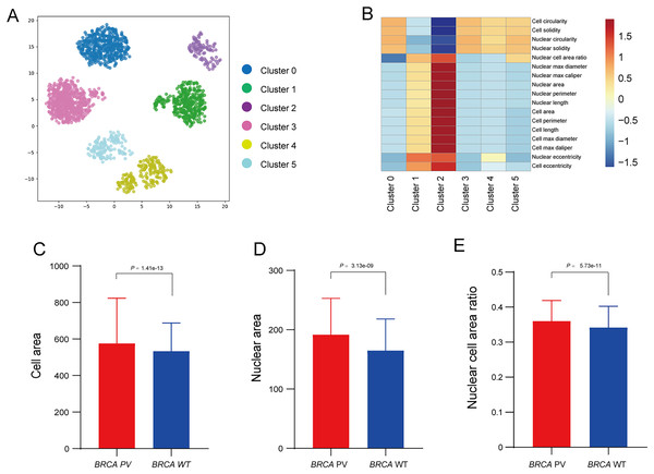 Analysis of tumor cell morphological features in high-attention regions.