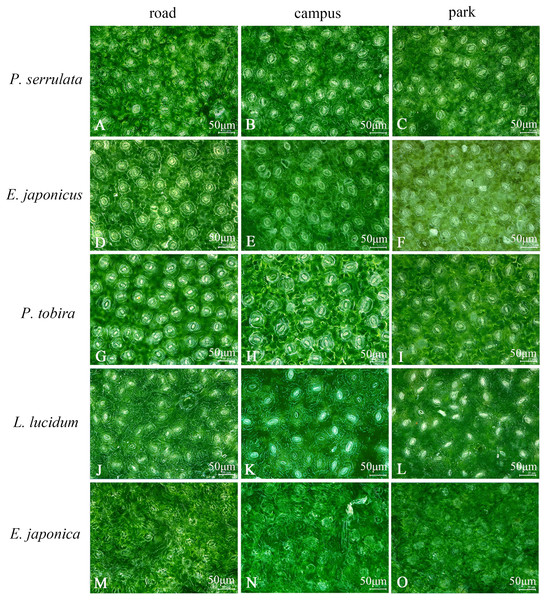 Ultra-depth optical microscope observation of stomata on leaf surface of five plants under different pollution levels.