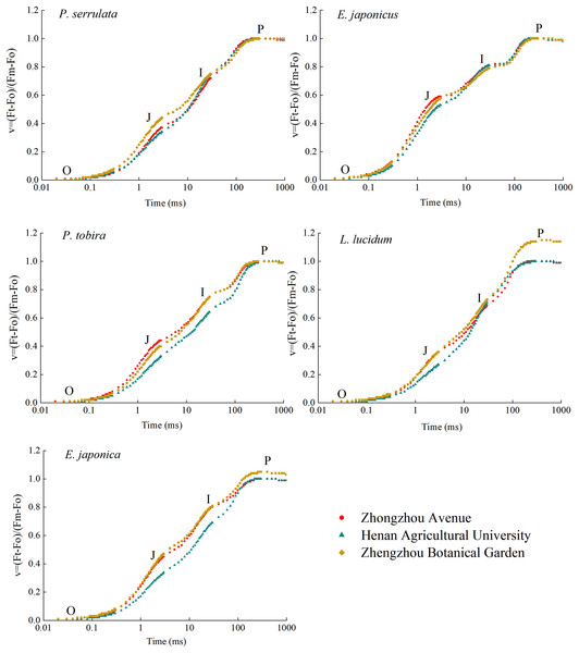 Kinetic curves of chlorophyll fast fluorescence induction of five plants in three sampling areas.