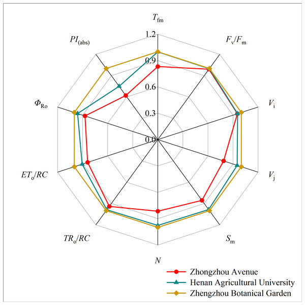 Radar plot of chlorophyll fluorescence parameters of five plants in three sampling areas.