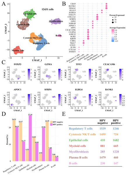 The single cell RNA-seq landscape of CC patients among HPV (+/−) groups.