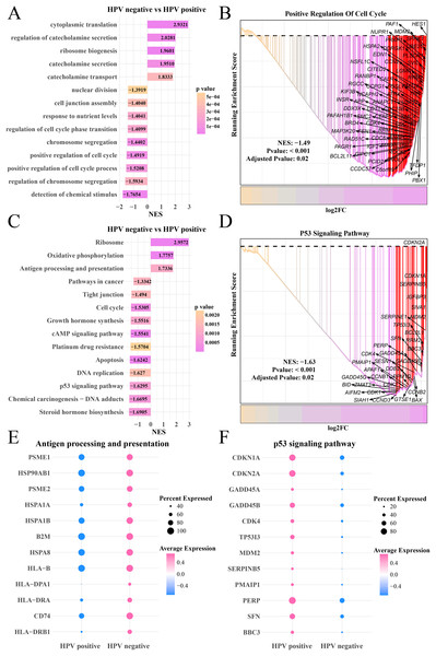 The GSEA of epithelial cells in the HPV+ and HPV− groups.