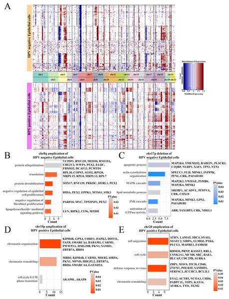 The comparation of epithelial cell CNV in the HPV +/− groups.