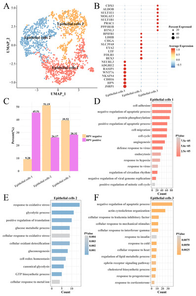 Heterogeneity analysis of epithelial cells in HPV+/− groups.