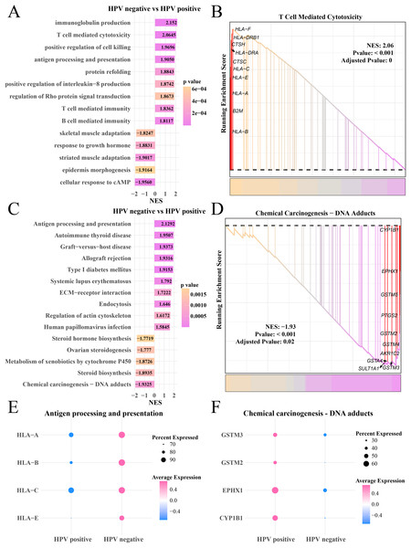 GSEA analysis of myofibroblasts between HPV+/− groups.