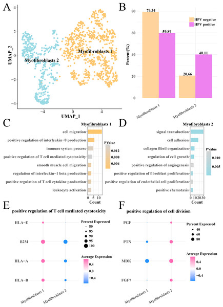 Heterogeneity analysis of myofibroblasts in HPV+/− groups.