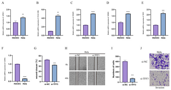 In-vitro cell validation.