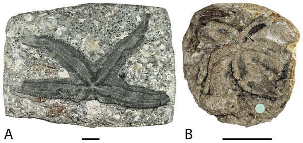 Forbesasterias gaveyi gen. nov. holotype NHMUK PI E 1638 (A) and Marbleaster spiniger gen. nov. holotype NHMUK PI E 1642 (B).