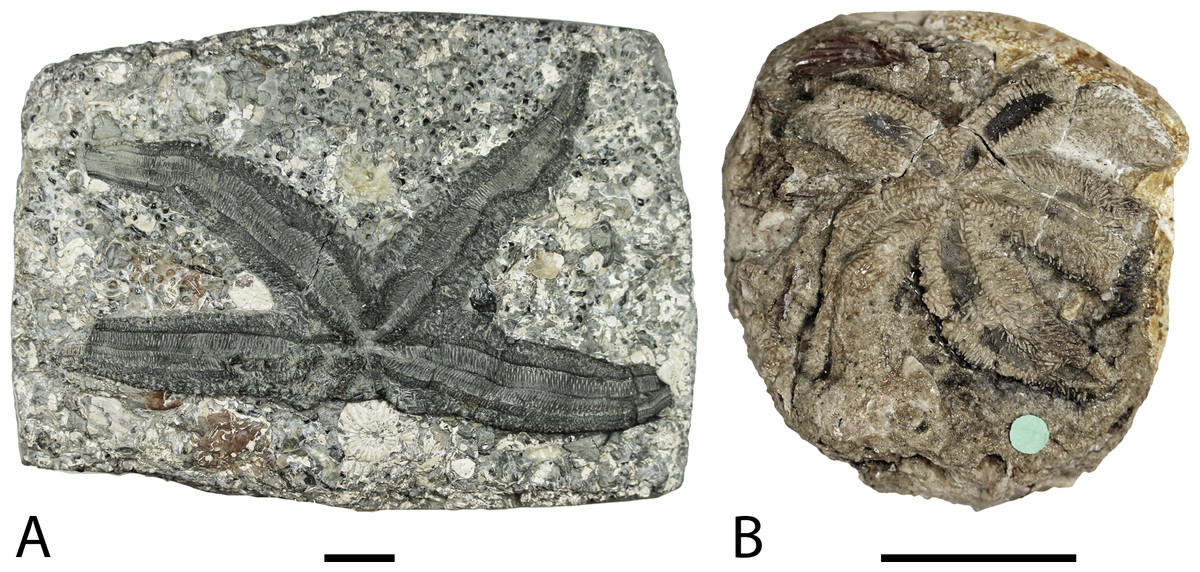 *Forbesasterias gaveyi* gen. nov. holótipo NHMUK PI E 1638 (A) e *Marbleaster spiniger* gen. nov. holótipo NHMUK PI E 1642 (B). Crédito da imagem: PeerJ.