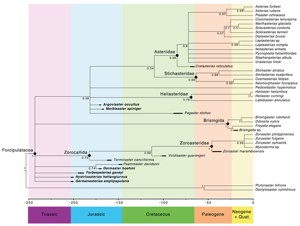 Fifty percent majority rule consensus tree summarizing posterior distribution of trees resulting from Bayesian analyses; posterior probabilities are shown at each nodes.