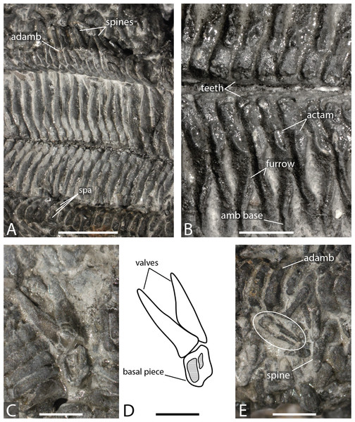 Forbesasterias gaveyi gen. nov. (holotype, NHMUK PI E 1638).