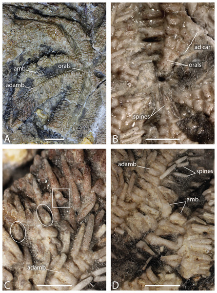 Marbleaster spiniger gen. nov. (holotype, NHMUK PI E 1642), in actual view.