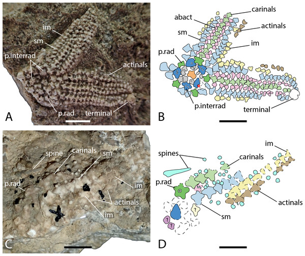 Arrangement of the body wall and arm ossicles of Dermaster boehmi, Photographs (A, C) and interpretation drawings (B, D).