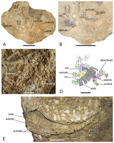 Arrangement of the body wall and arm ossicles of Argoviaster occultus, Photographs (A, C, E) and interpretation drawings (B, D).