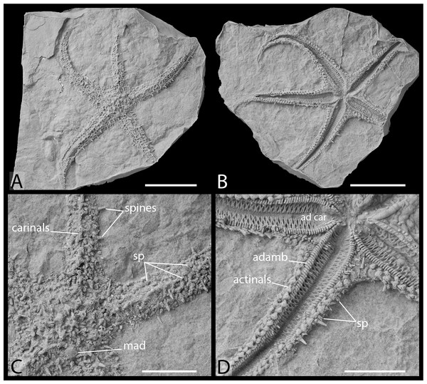 Artificial cast of Germanasterias amplipapularia, holotype Nr. 18869a–b in abactinal view (A), and actinal view (B). (C) Details of the disc and arm in abactinal view. (D) Detail of the arms and oral frame in actinal view.