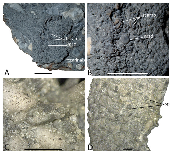 Hystrixasterias hettangiurnus, paratype NMB M9681 (A–B), holotype NMB M9682 (C–D).